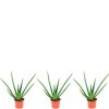 Lot de 3 véritable aloe vera - Hauteur : env. 40 cm - Diamètre du pot : 12 cm