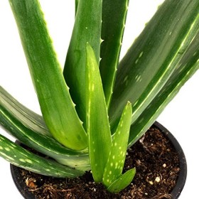 Lot de 3 véritable aloe vera - Hauteur : env. 40 cm - Diamètre du pot : 12 cm