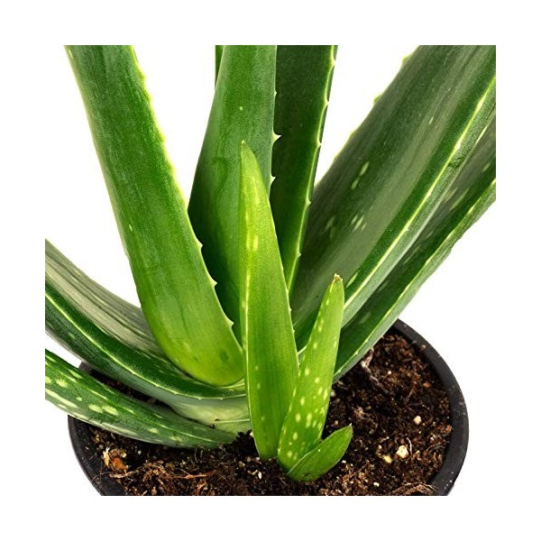Lot de 3 véritable aloe vera - Hauteur : env. 40 cm - Diamètre du pot : 12 cm