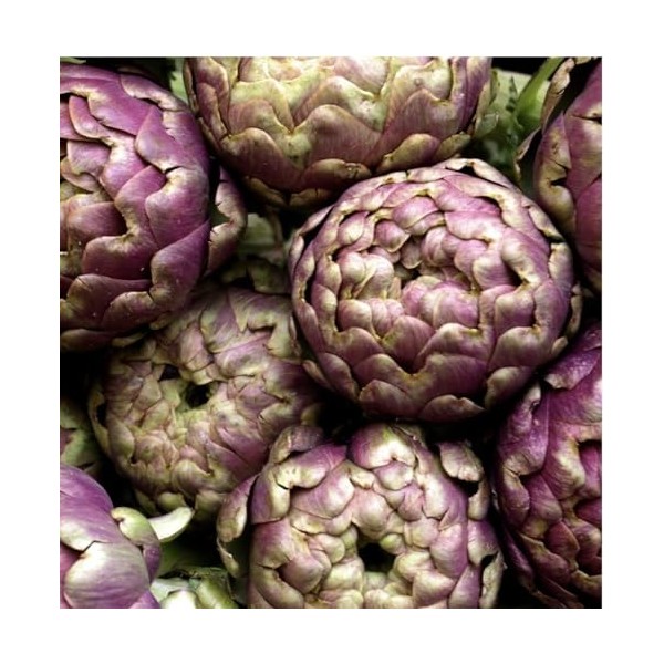 HEPATOCARE 40 comprimés - Complément alimentaire détoxification du foie - Laboratoire du Gomenol