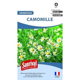 Camomille