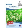 Camomille