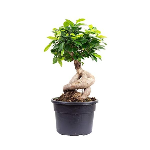 figue chinoise - Plante dintérieur facile dentretien - Ficus Ginseng - Hauteur : environ 40 cm - Diamètre du pot : 17 cm