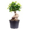 figue chinoise - Plante dintérieur facile dentretien - Ficus Ginseng - Hauteur : environ 40 cm - Diamètre du pot : 17 cm