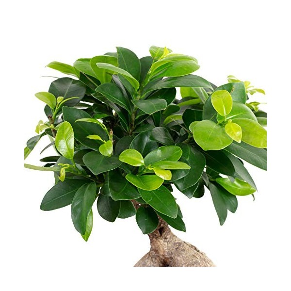 figue chinoise - Plante dintérieur facile dentretien - Ficus Ginseng - Hauteur : environ 40 cm - Diamètre du pot : 17 cm