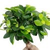 figue chinoise - Plante dintérieur facile dentretien - Ficus Ginseng - Hauteur : environ 40 cm - Diamètre du pot : 17 cm