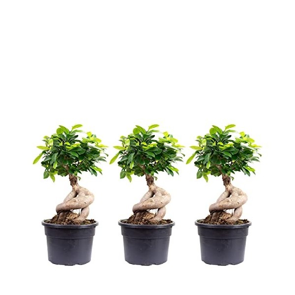 Lot de 3 figues chinoises - Ficus ginseng - Hauteur : env. 40 cm - Diamètre du pot : 17 cm
