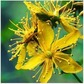 Millepertuis Hypericum Perforatum | Millepertuis | Extrait liquide en gouttes | 50ML | Approvisionnement de 33 jours 1,5 m