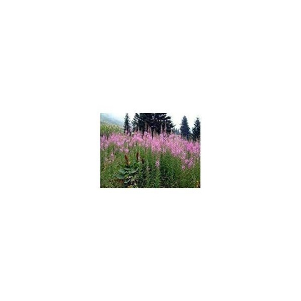 Tisane Epilobe parviflorum 100 GRS extra. Lot de 2 