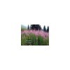 Tisane Epilobe parviflorum 100 GRS extra. Lot de 2 
