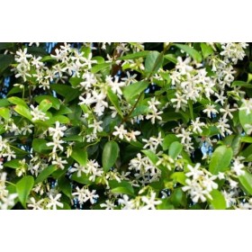 Thé Vert 100g JASMIN -