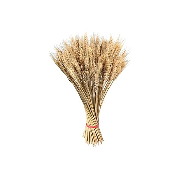 100X Tiges Décor De Blé Séchées,Blé Séchées Naturelles Dorées,Bouquet De Blé De Récolte Dautomne,Blé Séché,Couleur Primaire 