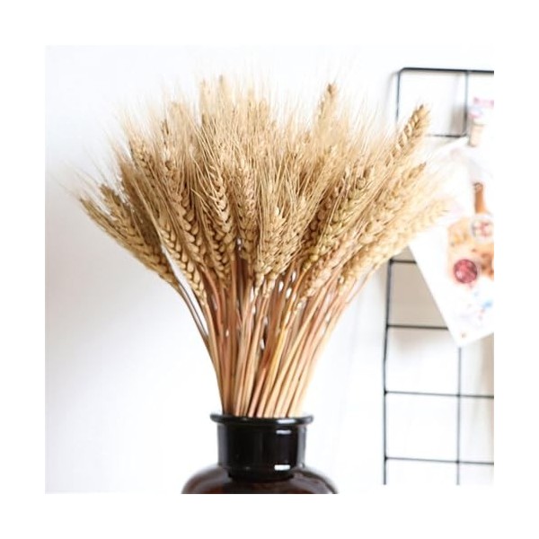 100X Tiges Décor De Blé Séchées,Blé Séchées Naturelles Dorées,Bouquet De Blé De Récolte Dautomne,Blé Séché,Couleur Primaire 