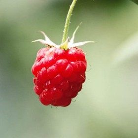 Naissance Huile De Pépins De Framboise No. 251 - 30ml - Naturelle, Vegan - Nourrissant - Pour Visage, Cheveux, Peau, Cosmét