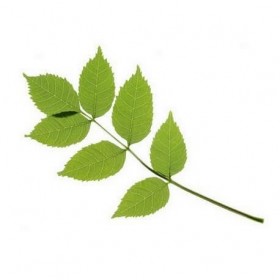 Frêne BIO - 30mL - Fraxinus Excelsior – Macérat concentré de bourgeons frais Diurétiques