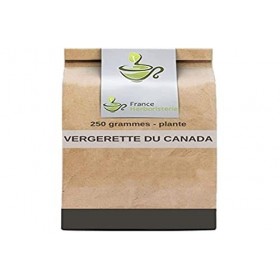 Tisane Vergerette du Canada Erigeron plante CT 250 GRS Erigeron Canad