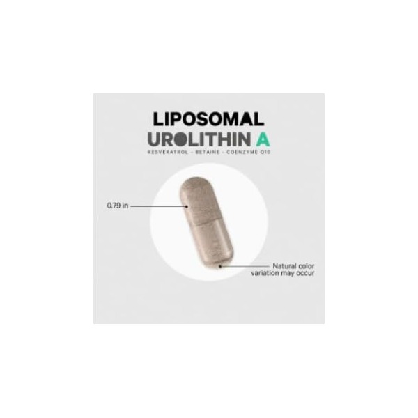 Liposomales Urolithin A – Muskelkraft, Ausdauer und Konzentration – hohe Absorption