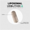 Liposomales Urolithin A – Muskelkraft, Ausdauer und Konzentration – hohe Absorption