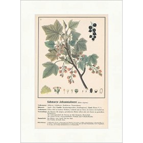 Biller Antik Ribes nigrum Cassis 099 Plantes médicinales