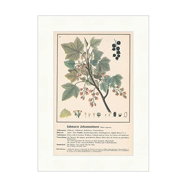 Biller Antik Ribes nigrum Cassis 099 Plantes médicinales