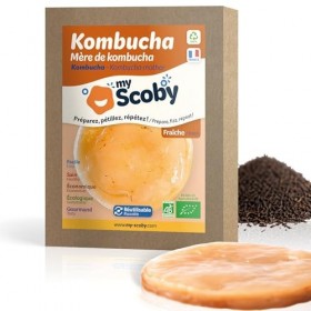 Mère de kombucha BIO - Fraîche - Réutilisable - Starter inclus - Controlée - Fabriquée en France - Recette complète incluse