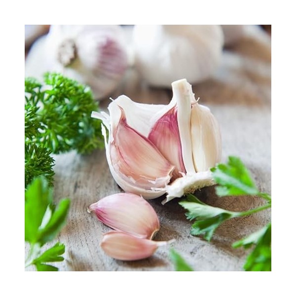 Debaere - Rose du Nord 50+ Ail a repiquer 500 GR