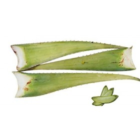 Meilleur feuille daloe vera bio 60 x 15 x 15 vert
