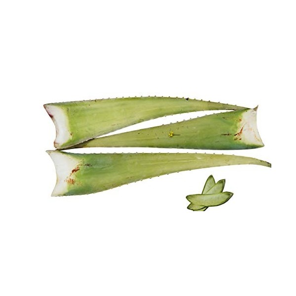 Meilleur feuille daloe vera bio 60 x 15 x 15 vert