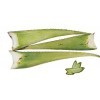 Meilleur feuille daloe vera bio 60 x 15 x 15 vert