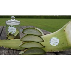 Meilleur feuille daloe vera bio 60 x 15 x 15 vert