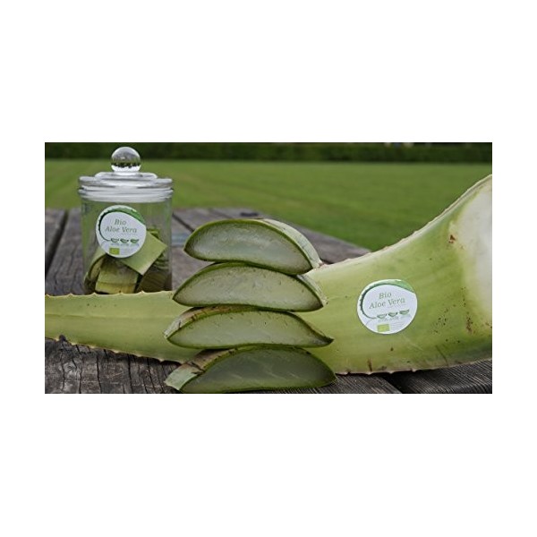 Meilleur feuille daloe vera bio 60 x 15 x 15 vert