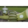 Meilleur feuille daloe vera bio 60 x 15 x 15 vert