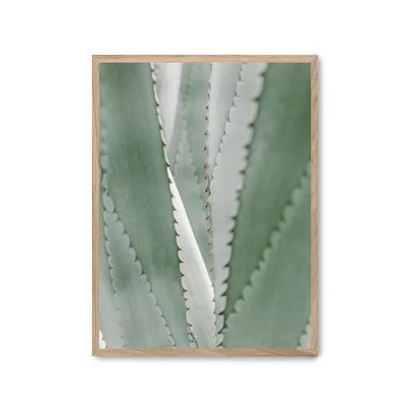 Cuadro aloe vera_FASE5