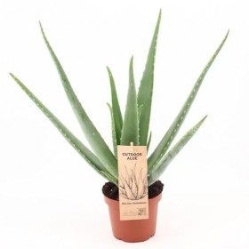 Aloe Vera P14 Outdoor - Diamètre : 14 cm - 45 cm