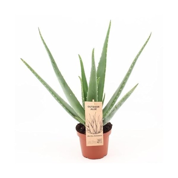 Aloe Vera P14 Outdoor - Diamètre : 14 cm - 45 cm