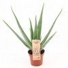Aloe Vera P14 Outdoor - Diamètre : 14 cm - 45 cm