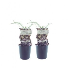 Cynara Purple Of Romagna artichaut - 2 pièces - Diamètre : 12 cm - 30 cm