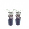 Cynara Purple Of Romagna artichaut - 2 pièces - Diamètre : 12 cm - 30 cm