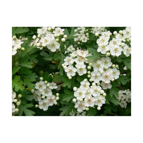 Tisane Aubépine - Fruit coupé Aubépine