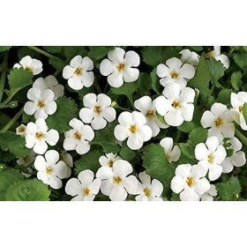 Panihari Jioo Organics Dry Brahmi Leaves, Neerbrahmi, Hysope deau lot de 50 g 