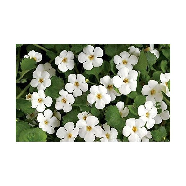 Panihari Jioo Organics Dry Brahmi Leaves, Neerbrahmi, Hysope deau lot de 50 g