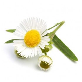 CAMOMILLE MATRICAIRE - 200mL - Hydrolat BIO