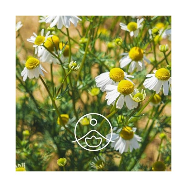 FLORIHANA – Hydrolat Eau Florale de Camomille Matricaire BIO – 100% Pur & Naturel – 1000 ml