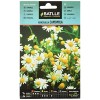 Graines aromatiques de Batlle - Camomille Camomila 1g Lot de 2 Camomille