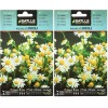 Graines aromatiques de Batlle - Camomille Camomila 1g Lot de 2 Camomille