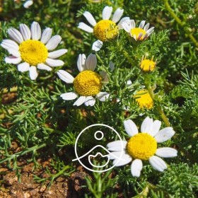 FLORIHANA – Hydrolat Eau Florale de Camomille Romaine BIO – 100% Pur & Naturel – 1000 ml