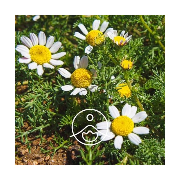 FLORIHANA – Hydrolat Eau Florale de Camomille Romaine BIO – 100% Pur & Naturel – 1000 ml