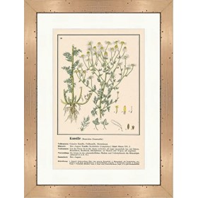 Biller Antik Camomille Matricaria Chamomilla Champ Médicinal Plantes médicinales 206 Encadrée