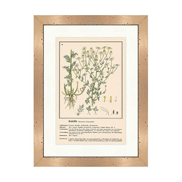 Biller Antik Camomille Matricaria Chamomilla Champ Médicinal Plantes médicinales 206 Encadrée