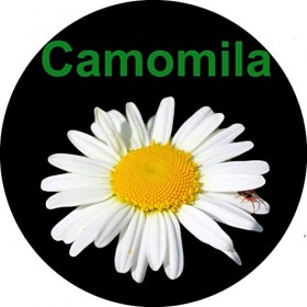 Smb Seeds Graines de Camomille